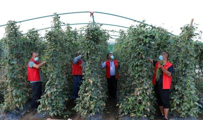 喀什市:农产品销售专班 畅通果蔬销售渠道